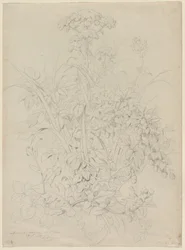 Studio di piante