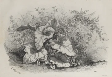 Studio di Piante da Gruppo di Varie Piante Disegnate e Litografate dal Vero (Groupes de Plantes variées dessinées sur Nature et lithographiées...)