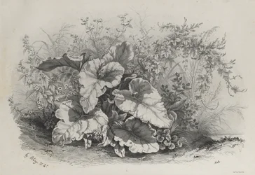 Studio di Piante da Gruppo di Varie Piante Disegnate e Litografate dalla Natura, 1848