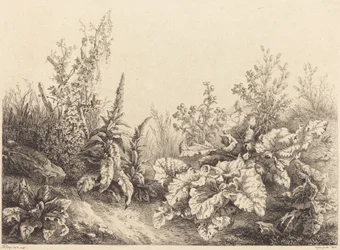 Studio di una bardana, 1840