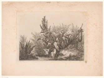 Acetosa d