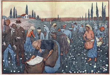 La raccolta del cotone, vicino a Orleanville, nella valle dello Chelif, Algeria. Illustrazione di Damblans. In "Le Pelerin" del 23 febbraio