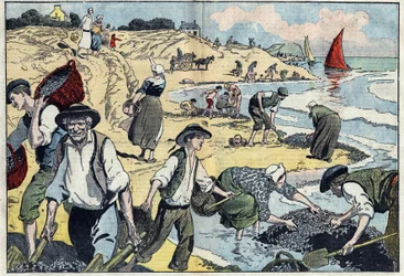 Gli abitanti della costa di Thouais raccolgono cozze. Kernevel, Finistère (29), Bretagna. Illustrazione di Damblans. In "Le Pèlerin" del 31 agosto