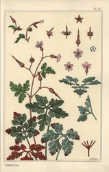 Illustrazione botanica di un fiore di geranio, petali, foglie