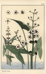 Illustrazione botanica della sagittaria, Sagittaria sagittifolia