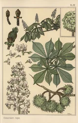 Studio botanico dell