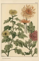 Studio botanico di crisantemo