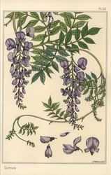 Studio botanico di glicine