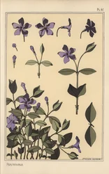 Studio botanico della pervinca