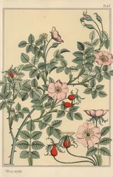 Studio botanico della rosa selvatica