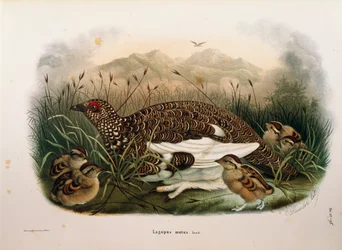 Illustrazione dalla "Storia Naturale degli Uccelli che Nidificano in Lombardia" di Eugenio Bettoni rappresentante la Pernice bianca Lagopus muta