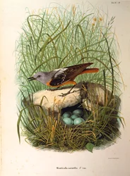 Illustrazione da "Storia naturale degli uccelli che nidificano in Lombardia" di Eugenio Bettoni rappresentante Codirosso Monticola saxatilis femmina al nido, di Oscar Dressler