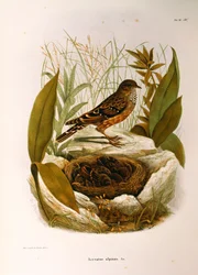 Illustrazione da "Storia Naturale degli Uccelli che Nidificano in Lombardia" di Eugenio Bettoni rappresentante Sordone alpino (Prunella collaris), di Oscar Dressler