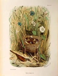 Illustrazione da "Storia naturale degli uccelli che nidificano in Lombardia" di Eugenio Bettoni rappresentante Sterpazzola (Sylvia communis o cinerea), di Oscar Dressler