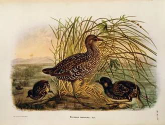 Illustrazione da "Storia naturale degli uccelli che nidificano in Lombardia" di Eugenio Bettoni rappresentante Schiribilla (Porzana porzana), di Oscar Dressler