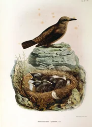 Illustrazione da "Storia naturale degli uccelli che nidificano in Lombardia" di Eugenio Bettoni rappresentante Passero solitario (Monticola solitarius), di Oscar Dressler