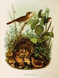 Illustrazione da "Storia naturale degli uccelli che nidificano in Lombardia" di Eugenio Bettoni rappresentante Usignolo (Luscinia megarhynchos), di Oscar Dressler