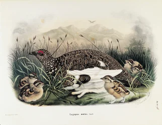 Illustrazione da "Storia naturale degli uccelli che nidificano in Lombardia" di Eugenio Bettoni rappresentante Pernice bianca (Lagopus muta), di Oscar Dressler