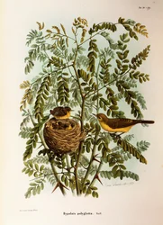 Illustrazione da "Storia naturale degli uccelli che nidificano in Lombardia" di Eugenio Bettoni rappresentante Canapino (Hippolais polyglotta), di Oscar Dressler