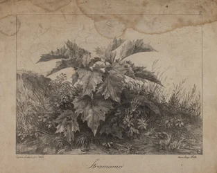 Stramonio