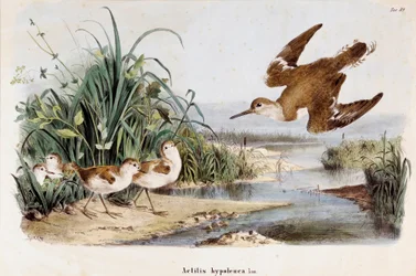 Rappresentazione del piro-piro piccolo (Actitis hypoleucos) (Cromolitografia)