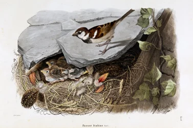 Rappresentazione del passero cisalpino (Passer domesticus italiae o Passero italiano) (Cromolitografia)