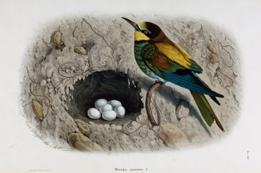Rappresentazione del gruccione europeo (Merops apiaster) (Cromolitografia)