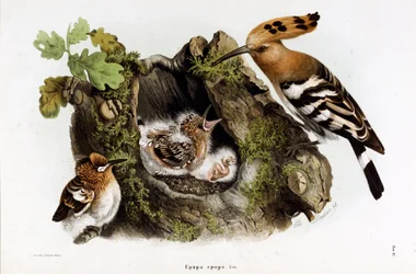 Rappresentazione della Upupa (Upupa epops) (Cromolitografia)