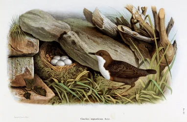 Rappresentazione del Cincle tuffatore (Cinclus aquaticus) (Cromolitografia)