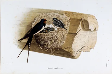 Rappresentazione del nido di rondine (Hirundo rustica o rondine) (Cromolitografia)