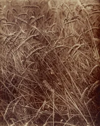 Grano