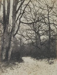 [Foresta di Fontainebleau], ca. 1860