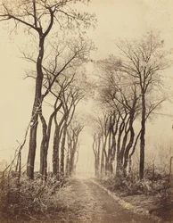 Strada e Alberi con Brina, 1860