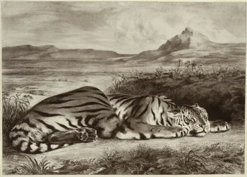 Tigre Reale