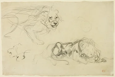 Studi di leoni