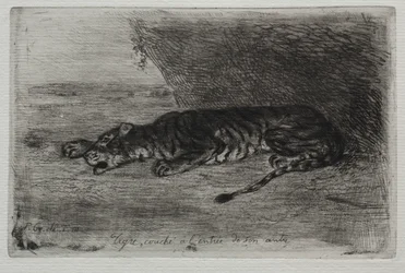 Tigre che dorme all