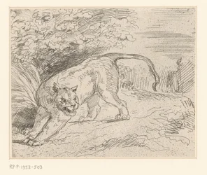 Tigre