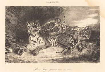 Giovane tigre che gioca con la madre