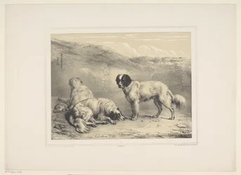 Tre cani (Diverse animali domestici) (Treize sujets d