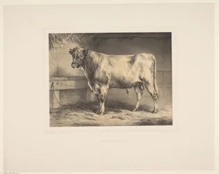 Toro