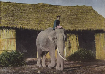 Elefante al Lavoro