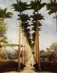 Rio de Janeiro, la famosa via delle palme (foto)
