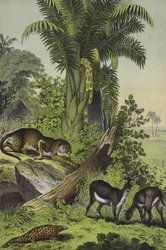 Animali e piante dell
