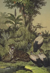 Animali e piante della Nuova Granada, Sud America