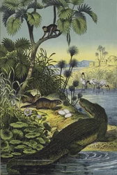 Animali e Piante della Valle del Nilo