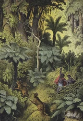 Animali e Piante delle Foreste Costiere dell