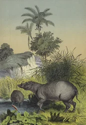 Animali e piante delle isole dell