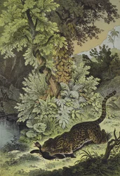 Animali della Guiana
