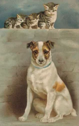 Gatti che osservano un cane