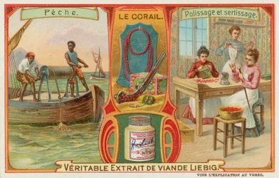 Corallo